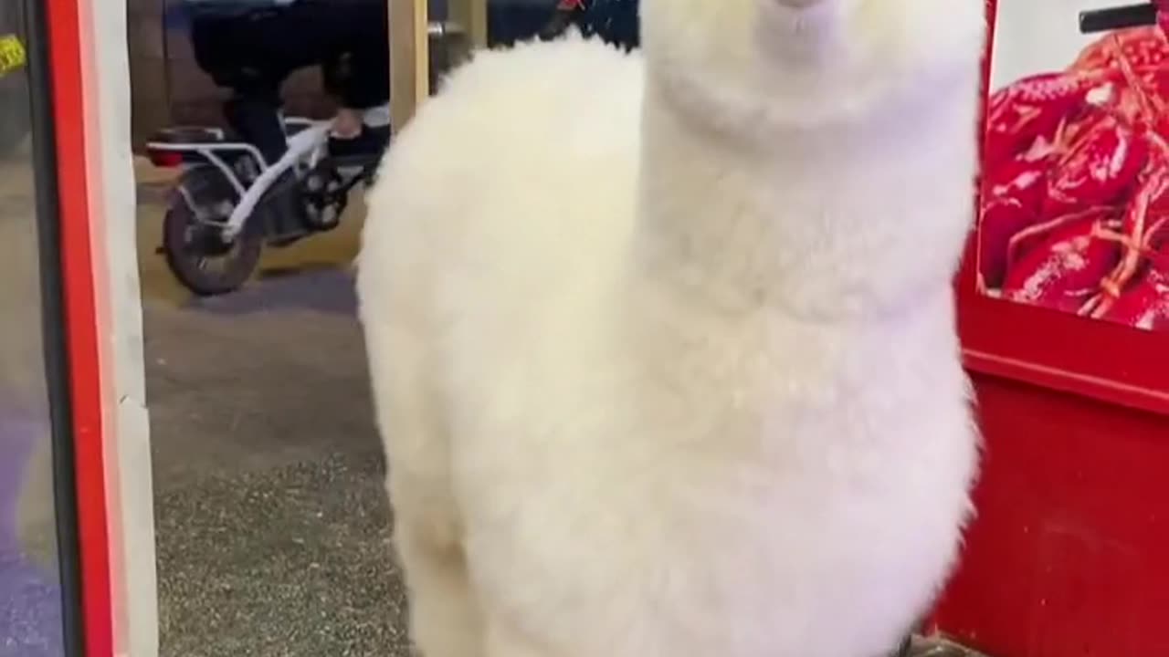lovely pet