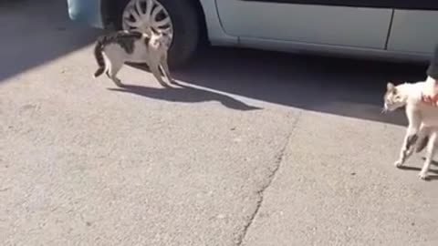 This man is breaking up a CAT fight in istanbul,Turkey