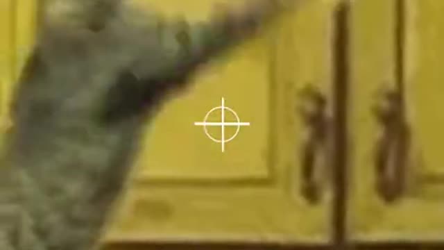 funny cat compilation #shorts #tiktok #15 (1)