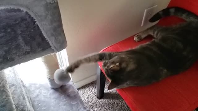 My cat playing with new toy