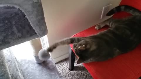 My cat playing with new toy