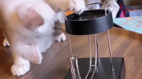 Funny Cats