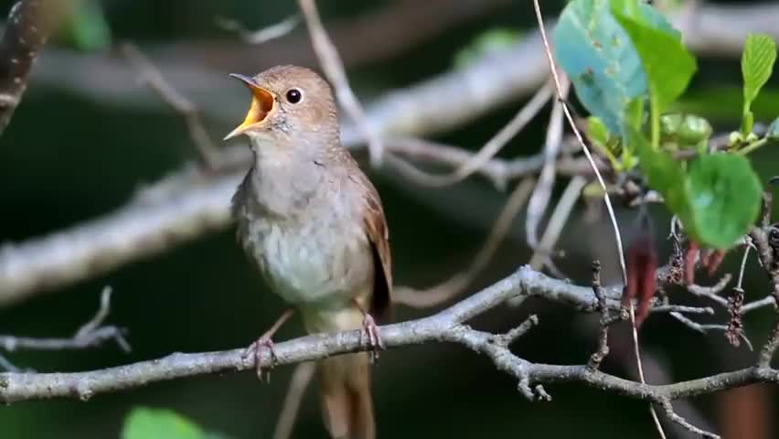 Oiseau 🐦🐦🐦🐦 oiseau