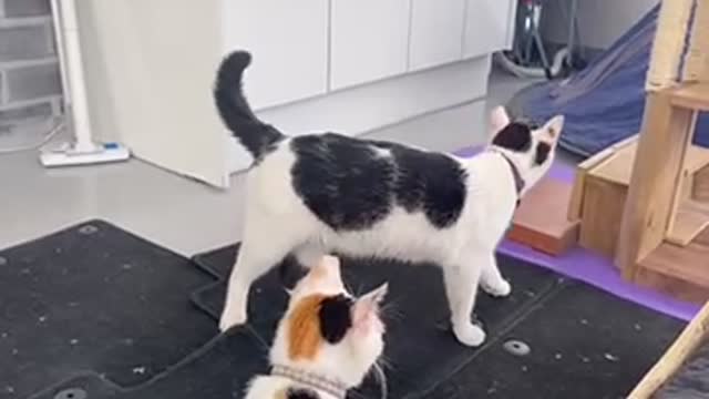 Cute cats' greeting method