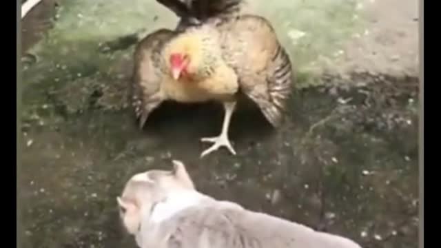 Chicken goes against dogs