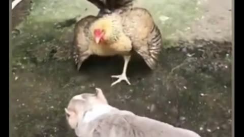 Chicken goes against dogs