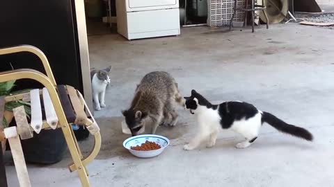 little thief raccoon steals food from cats