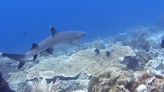 Diving in Raja Ampat