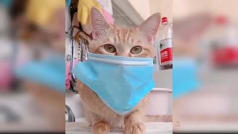 Baby Cats - Cute and Funny Cat Videos. This is the cutest and best video ever