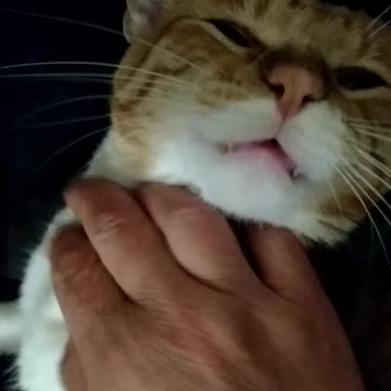 This is what my crazy cat loves