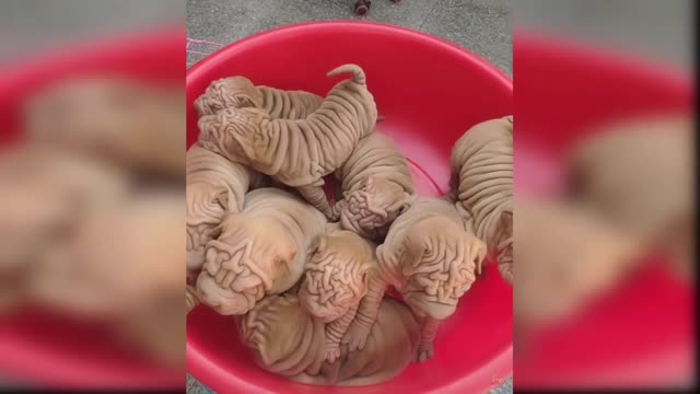 cute and funny baby dogs puppies17