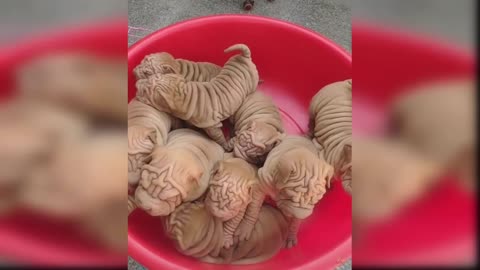 cute and funny baby dogs puppies17