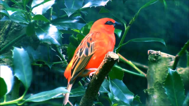 A male Red Fody sitting on a leafy branch