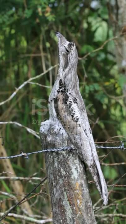 sinister bird singing !!! urutau