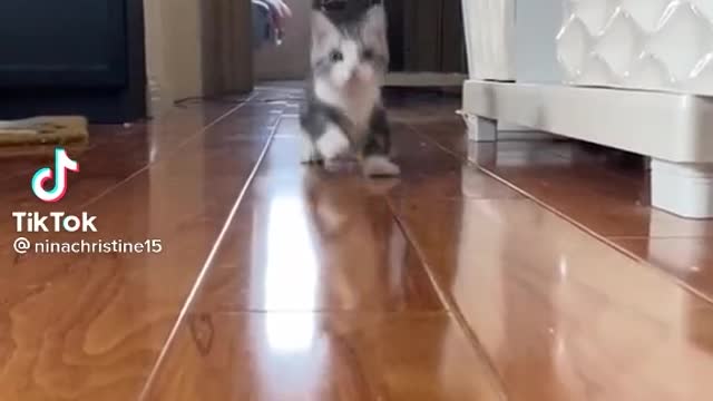 Adorable little cutie cat