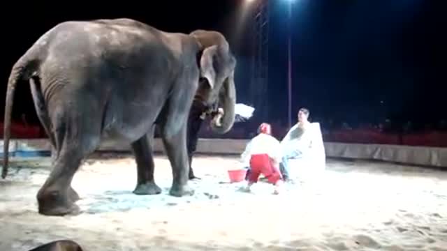 Elephant Shaves A Mans Face