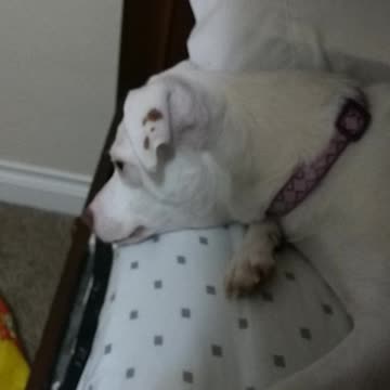 Schnitzel does not like face touchies