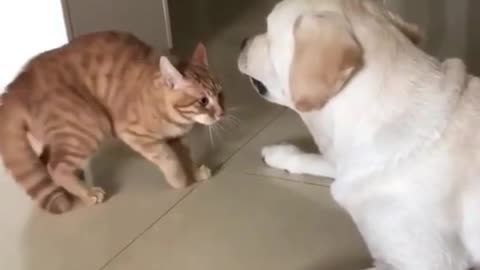 Cat can't be afraid to Dog, #Cat and Dog shorts, Cat & Dog funny videos, #Cat shorts, # Dog shorts