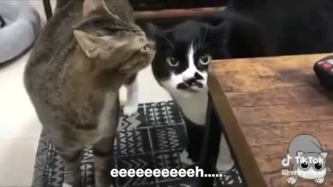 Talking Cats - Short Compilation