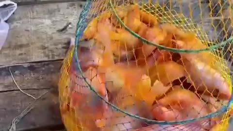 This is a beautiful and charming water-dwelling species