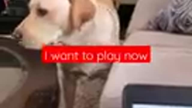 Dog funny vedeo