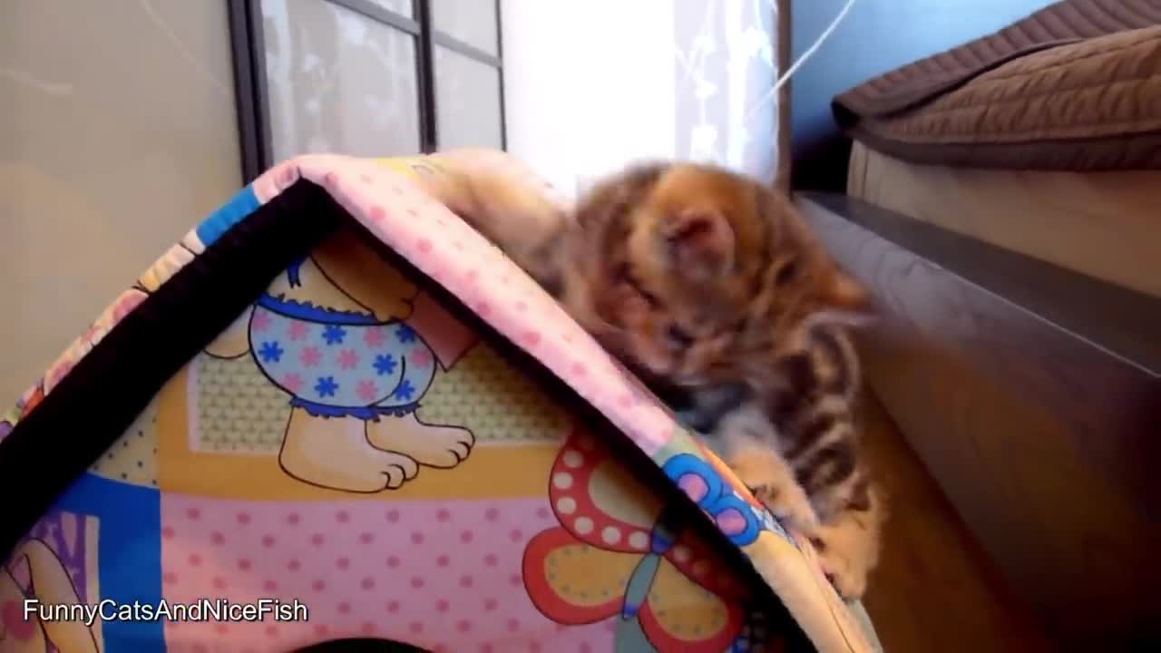 Kittens play at home.