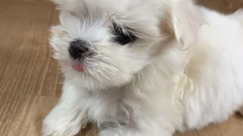 Baby puppy Maltese.