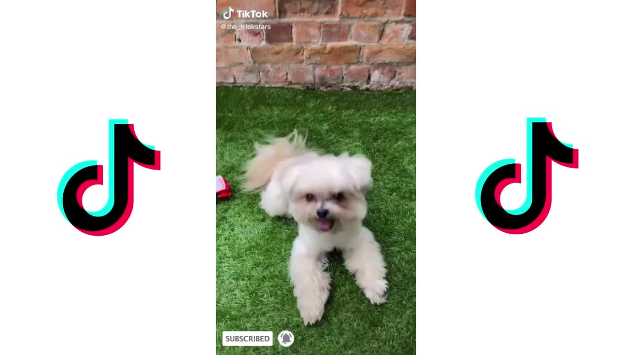 CUTE DOGS TIKTOK COMPILATION