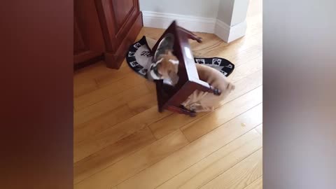 Try Not To Laugh | Funny Cat Videos #2| Videos Of Funny Animals