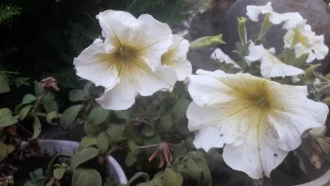 Dirty Petunias