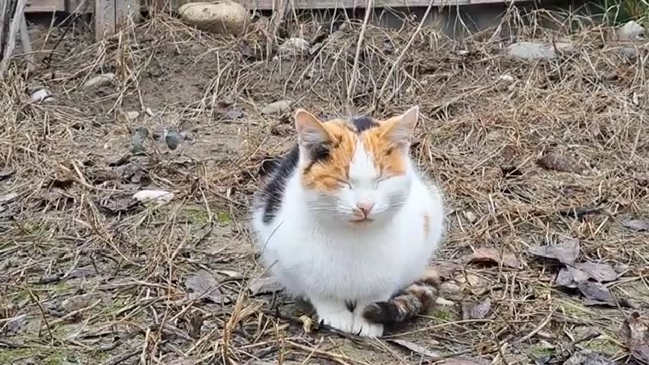 Shrin the stray cat is napping #streetcats #catvideos #cat