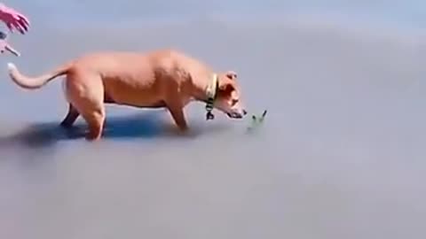 Funny Dog In Water