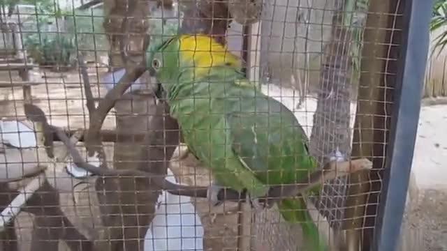 FUNNIEST PARROTS ALIVE!