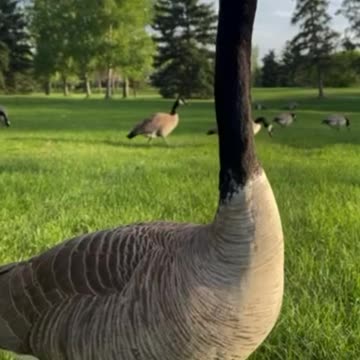 Geese dance on the flute and the drum