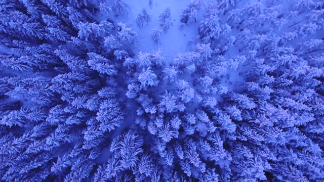 snow trees from above!!!natural beauty