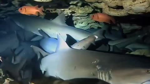 White tip sharks gather in a cave on the seabed where hot springs are gushing out.