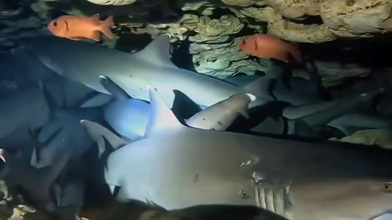 White tip sharks gather in a cave on the seabed where hot springs are gushing out.