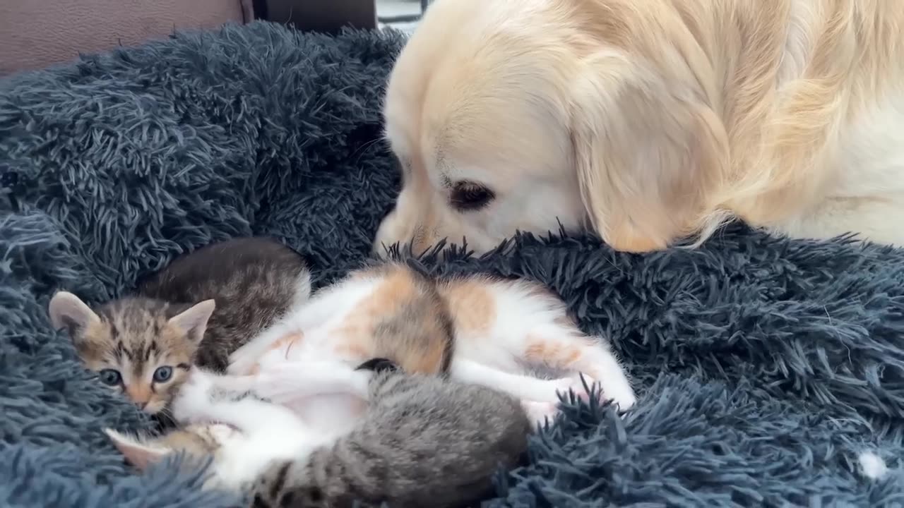 Golden Retriever Reacts to Tiny Kittens in his Bed.mp4