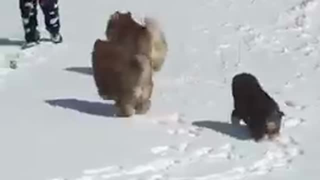 Funny dogs