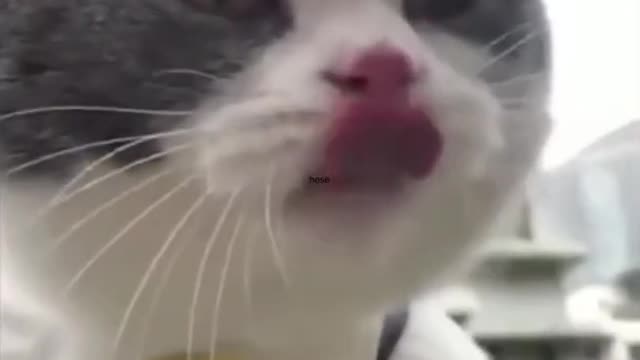 cat talking like human can you imagine that