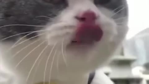 cat talking like human can you imagine that