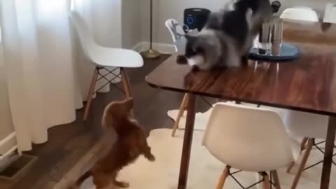FUNNY CATS AND DOGS.