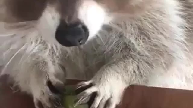 Raccoon eating grapes