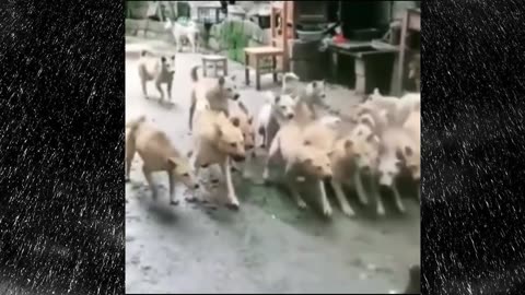 Funny cats