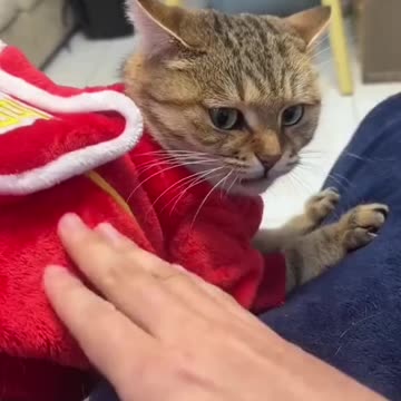 Funny animal|funny animals video|try not to laugh #cute & #funny - #cat - #video - #shorts