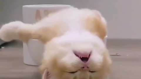 Funny and Cute Cats Videos #449