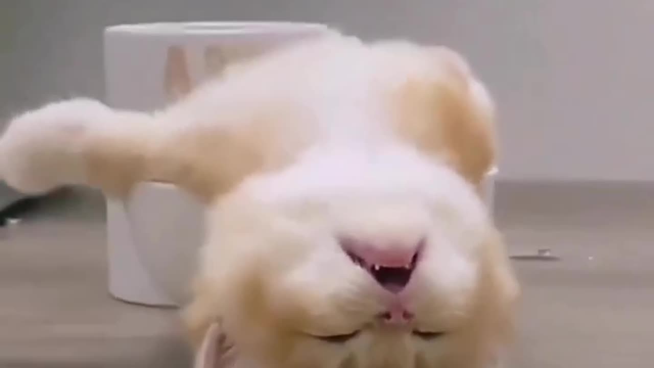 Funny and Cute Cats Videos #449