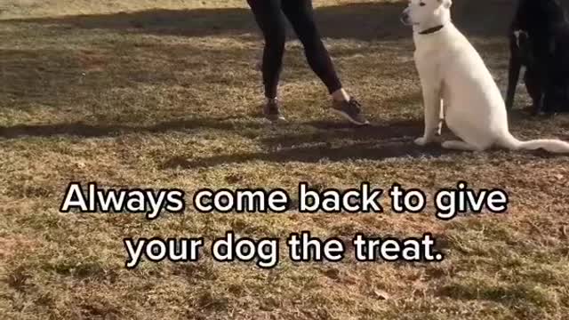 teach dog trening.Smart Dog Videos must watch thanks.