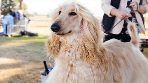 Top 10 Your Dog Is Happy With You