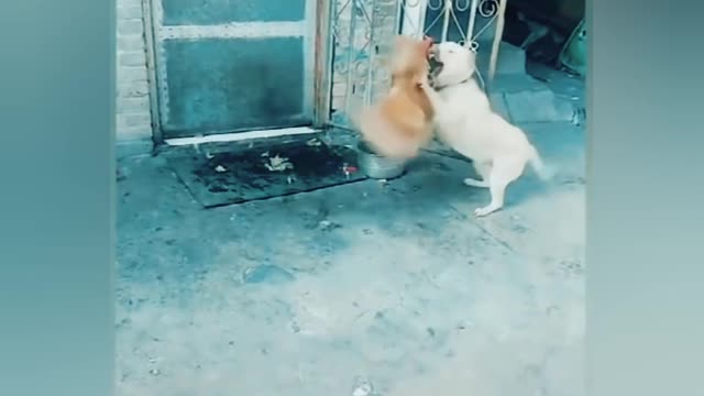Dog VS chicken fight